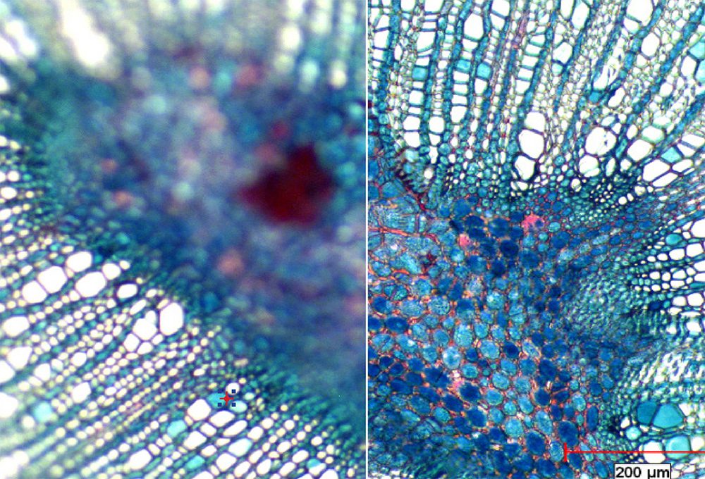 Extended Depth of Field