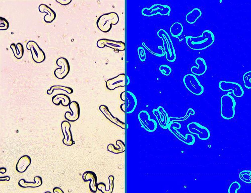 Morphology characterization of cotton fibers