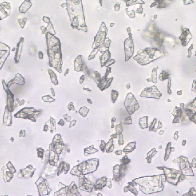 Pharmaceutical particles in oil