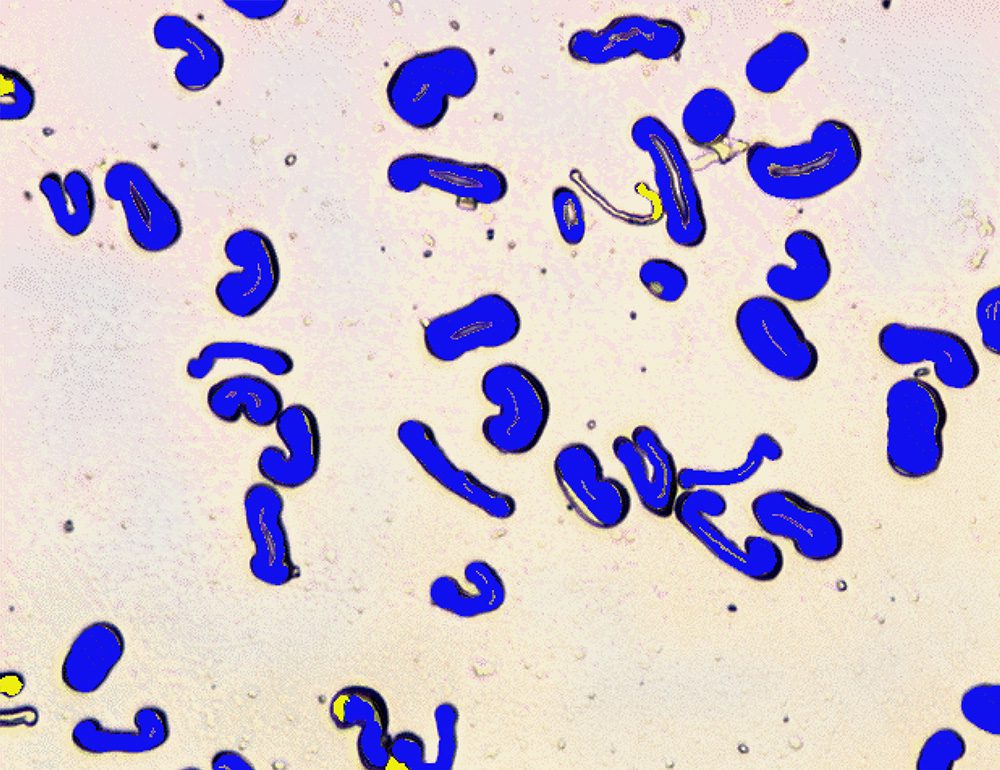 Morphology characterization of cotton fibers