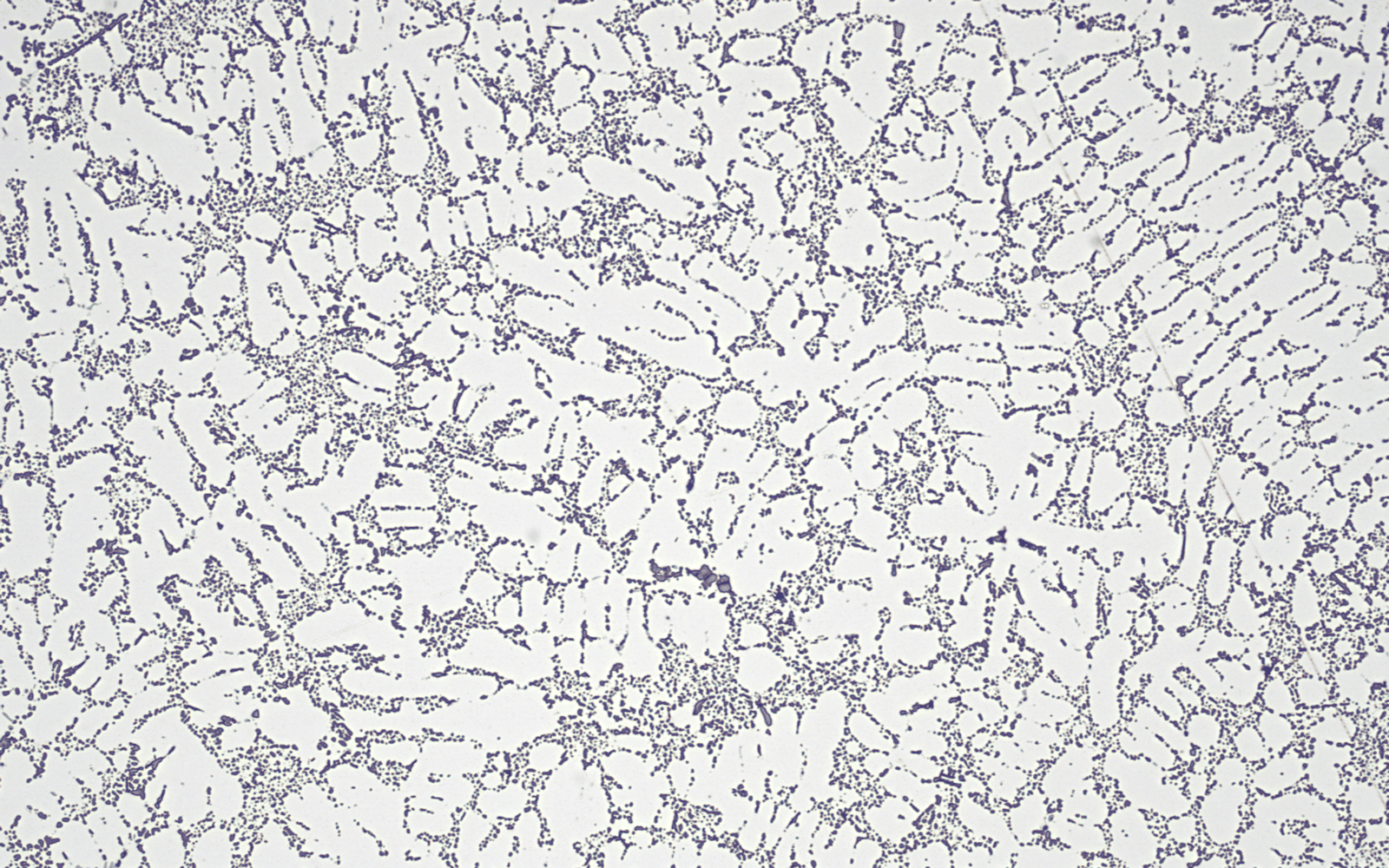Animation du module d’espacement des bras dendritiques de Clemex Vision détectant automatiquement les dendrites et superposant des cercles concentriques pour mesurer l’espacement linéaire moyen des dendrites sur un alliage d’aluminium coulé
