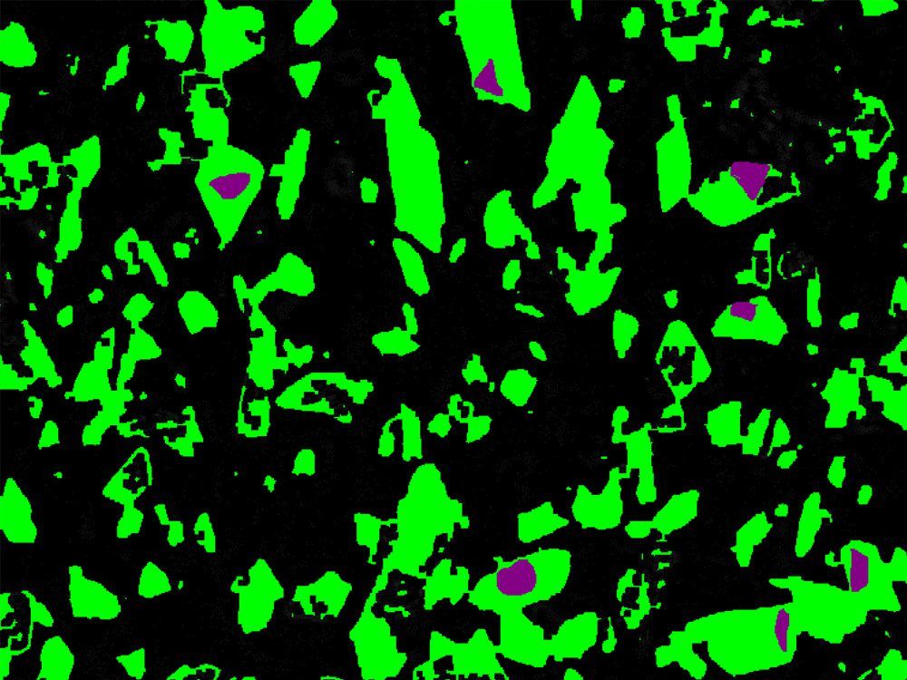 Pharmaceutical particles in oil