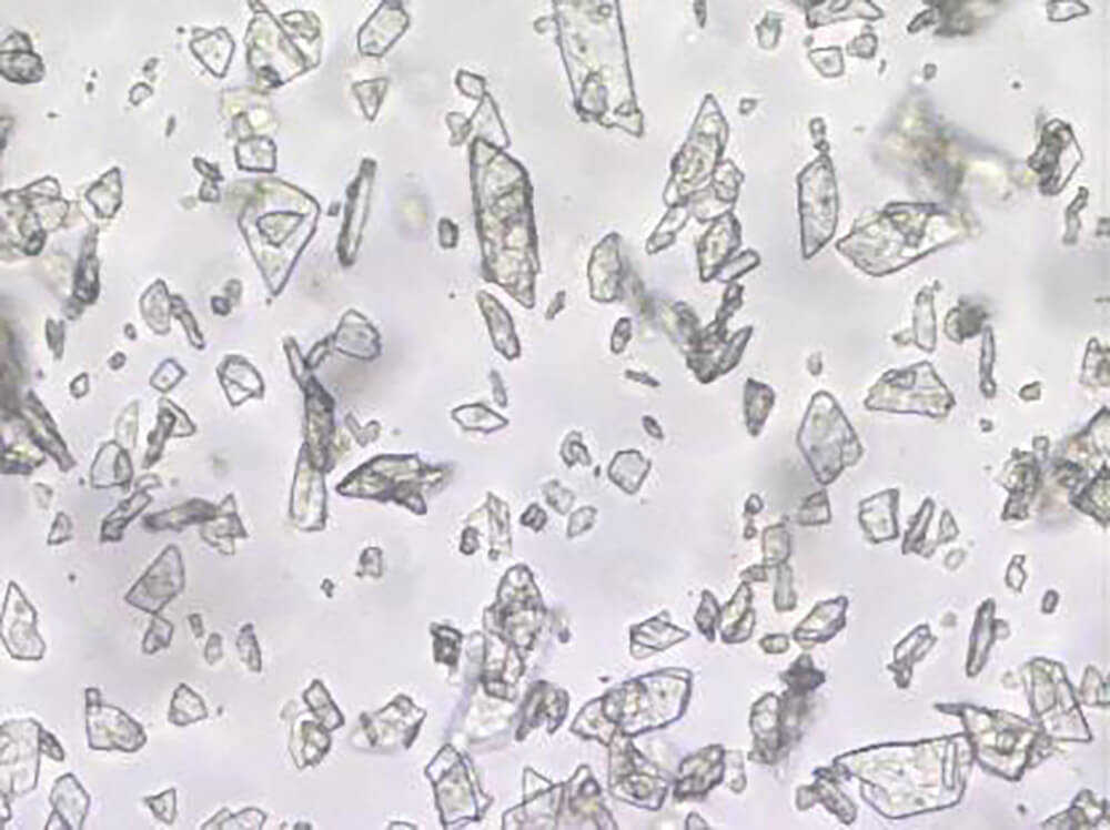 Pharmaceutical particles in oil